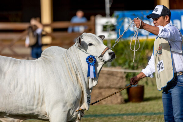 Expo Nacional Nelore arrancó con la participación de animales de primer nivel