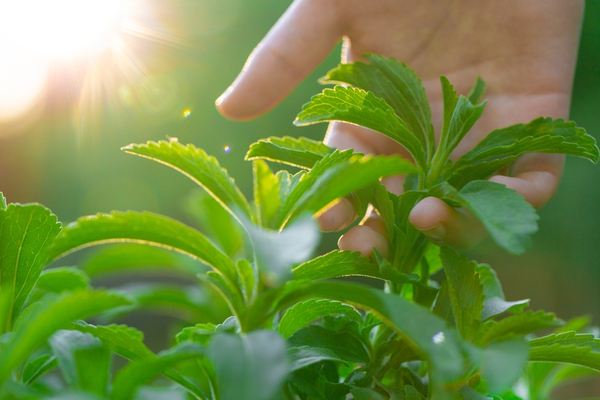OMS busca desmeritar producción del ka’a he’ẽ, señala Capaste