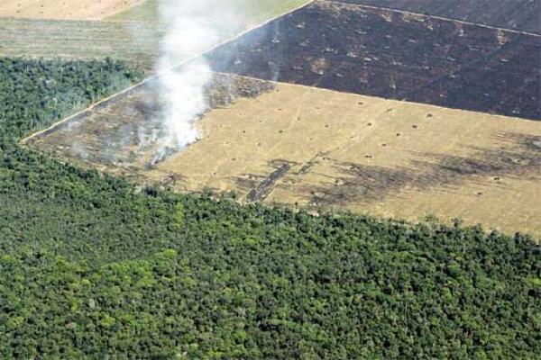 Sojeros son negacionistas de la deforestación y del cambio climático, repudia activista