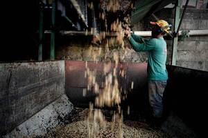 El Gobierno brasileño prevé un crecimiento del 7,5 % de la producción de café en 2023 - MarketData