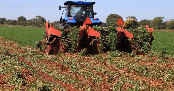 La Nación / “Un buen año del sector agro pone la base fundamental para tener un buen año económico”, destaca Llamosas