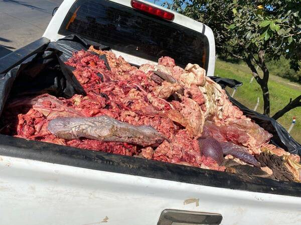 Polis incautaron chura que entró ka'ipe al país