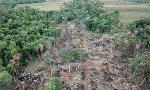 Imputan a productor brasileño por realizar cultivos agrícolas en reserva de la Itaipú