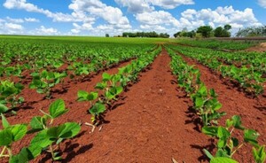 Brasileño imputado por realizar cultivos en reserva de Itaipú