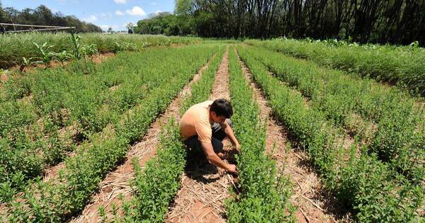 La Nación / Industria paraguaya de la stevia no se vería afectada por advertencia de la OMS, dice el MAG