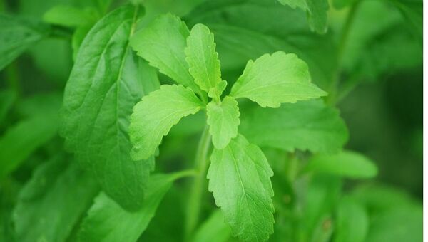 Dulce dilema: ¿Seguimos consumiendo stevia o no?