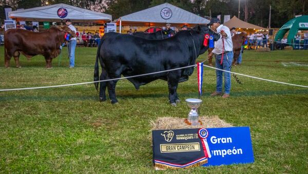Siempre que llovió escampó: Brangus vendió ejemplares por más de G. 2.600 millones en su Nacional de Otoño