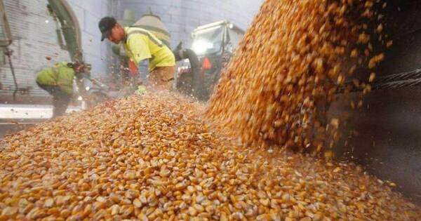 La Nación / Triplican envío de maíz, con 6,4 millones de toneladas