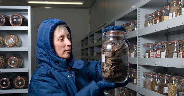 La Nación / Inglaterra construye un arca de Noé para plantas