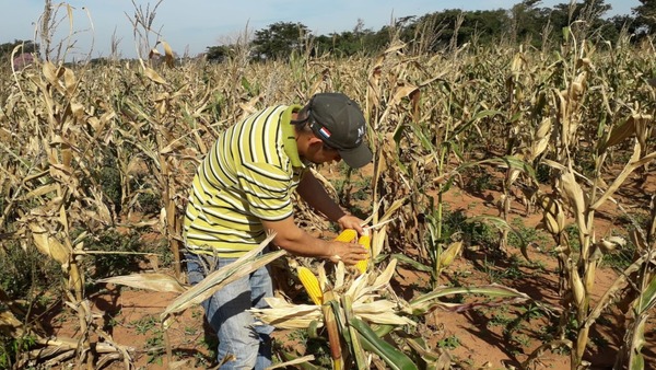 Más de 3.000 productores beneficiados con proyecto financiado por Itaipu - .::Agencia IP::.