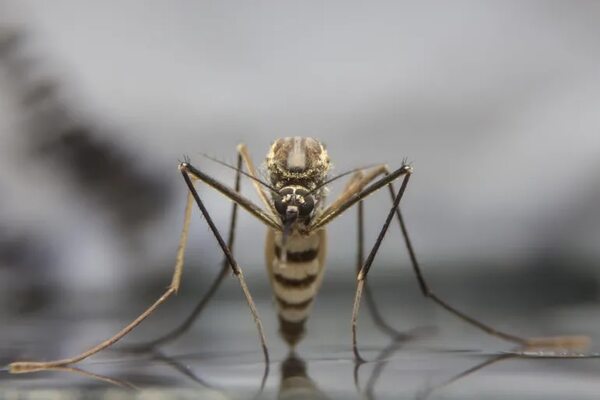 Paraguay: inyectarán una bacteria en mosquitos para frenar el dengue y chikunguña - Nacionales - ABC Color