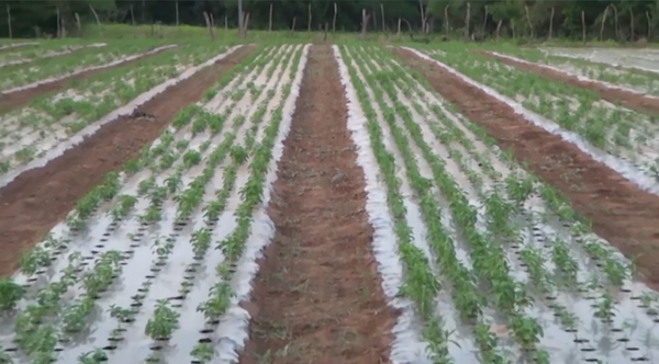 Gremio de productores de estevia rechazan recomendación de la OMS - Unicanal