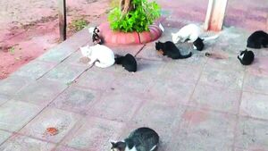 Según expertos, gatos abandonados pueden convertirse en UNA PLAGA