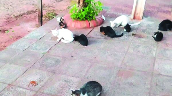 Según expertos, gatos abandonados pueden convertirse en UNA PLAGA