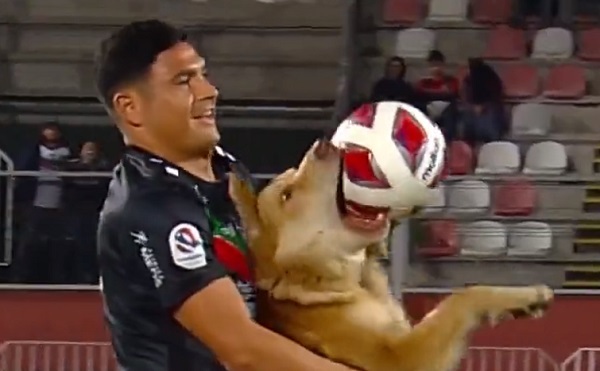 Un tierno peludito casi se lleva la pelota en el fútbol chileno - La Prensa Futbolera