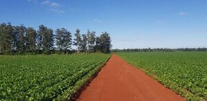 Imputan a productor agrícola por cultivar soja en reserva de Itaipú - ABC en el Este - ABC Color