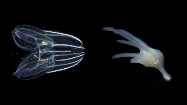 Diario HOY | ¿Cuáles fueron los primeros animales?: nuevo estudio revela especies más antiguas