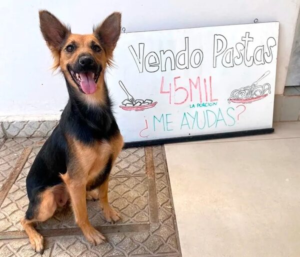 Domingo de pastas a beneficio - Mascotas - ABC Color