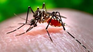 Disminuyen casos de chikunguña, pero dengue aumenta