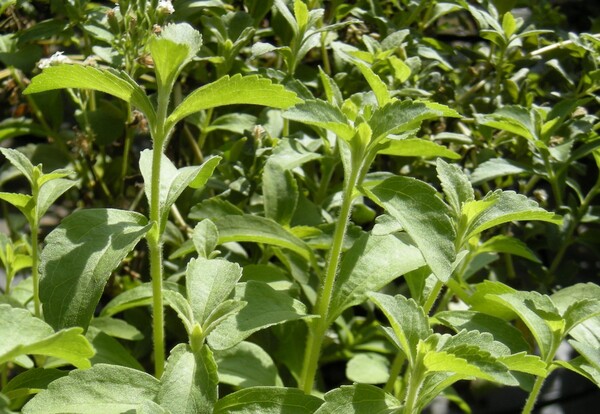 Federación de Stevia califica recomendación de la OMS de insólita, errónea e inaceptable - La Tribuna
