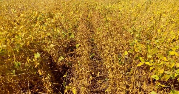 Medidas para mitigar efectos de la sequía están vigentes desde enero | 1000 Noticias