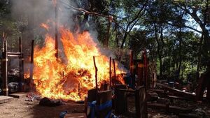 Desmantelan 15 campamento para marihuana en Amambay