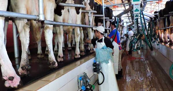 La Nación / Producción de leche es aceptable y precios se mantendrían estables