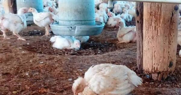 La Nación / Senacsa confirma casos de influenza aviar en el Chaco paraguayo