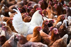 Confirman casos de gripe aviar en Paraguay - Nacionales - ABC Color
