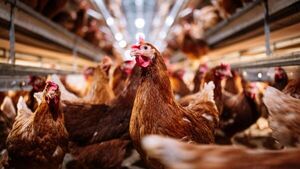 ¡Atentis! Ya hay casos de gripe aviar en el país