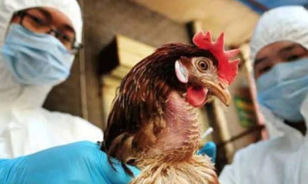 Confirman presencia de gripe aviar en Paraguay - OviedoPress