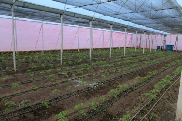 Invernaderos optimizan producción de hortalizas en Pilar - .::Agencia IP::.