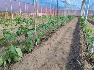 Invernaderos optimizan producción de hortalizas en Pilar