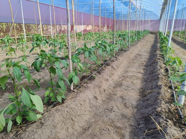 Invernaderos optimizan producción de hortalizas en Pilar
