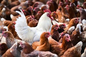 AUDIO: Confirman casos de gripe aviar en Paraguay  - Enfoque económico - ABC Color
