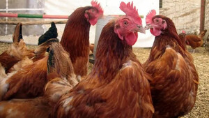 Detectan casos de gripe aviar en el país » San Lorenzo PY