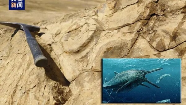 HALLAN RESTOS DE DINOSAURIO MARINO EN EL HIMALAYA POR SEGUNDA VEZ DESDE LOS AÑOS 60