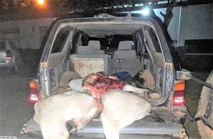 Tras persecución detienen a presuntos abigeos e incautan restos del animal vacuno hurtado en Caapucú - Nacionales - ABC Color