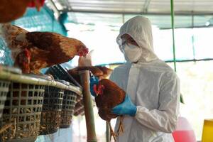 Senacsa confirma casos de gripe aviar en Paraguay - Noticde.com