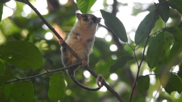 Segundo registro de Marmosa rapposa en el Parque Cerro Corá