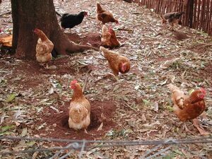 Influenza aviar en aves de traspatio: Aseguran que el huevo y la carne de pollo se puede consumir  - Nacionales - ABC Color