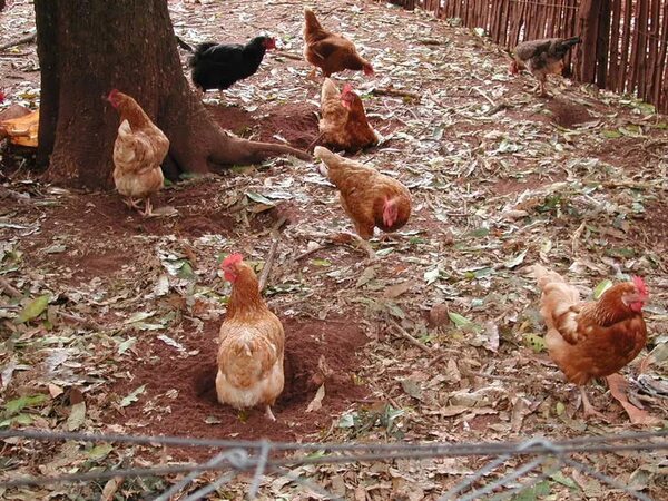 Influenza aviar en aves de traspatio: Aseguran que el huevo y la carne de pollo se puede consumir - Nacionales - ABC Color