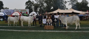 Goya y Ganadera San Víctor se llevaron los mayores premios con individuos de “mucho futuro”
