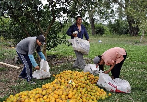 ¿Cómo conservar las frutas de estación que abundan en patios y veredas? - Nacionales - ABC Color