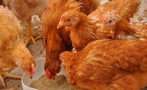 Senacsa confirma casos positivos de influenza aviar