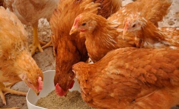 Senacsa confirma casos positivos de influenza aviar