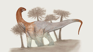 Diario HOY | Descubren en Argentina restos de gigantescos titanosaurios hasta ahora desconocidos