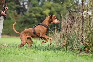 Cuando la pasión del perro por cazar vuelve locos a sus dueños - Mascotas - ABC Color