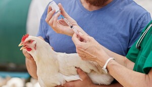 En Argentina se expande la gripe aviar - La Tribuna