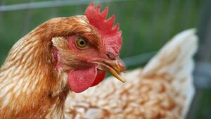 Aparece tercer foco de gripe aviar en el Chaco